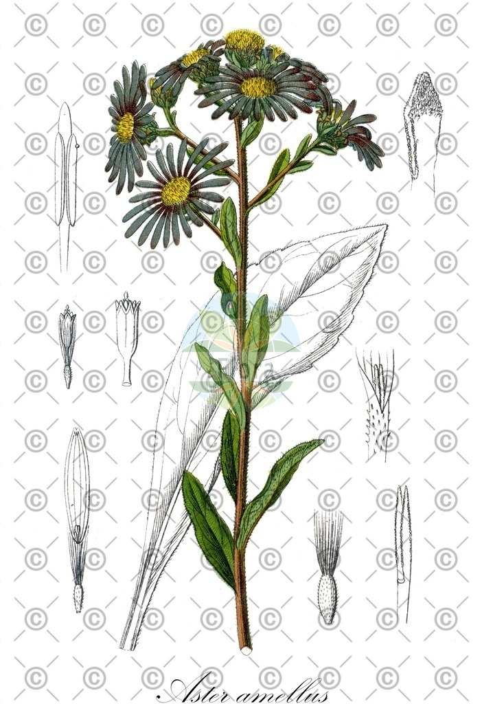 HistAbb_EMP_117878_SRC_Schlechtendal_FLORAD_SIMPLE | Historische Abbildung von Aster amellus - Asteraceae (Berg-Aster) | Historical Illustration of Aster amellus - Asteraceae (european michaelmas-daisy;italian aster)