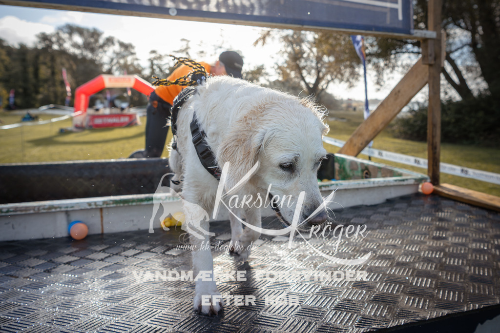 1006_ZZ99709 | kk-dogfotos