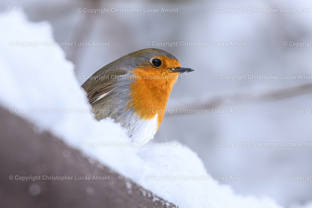 Rotkehlchen | bildkomponist - Realisiert mit Pictrs.com