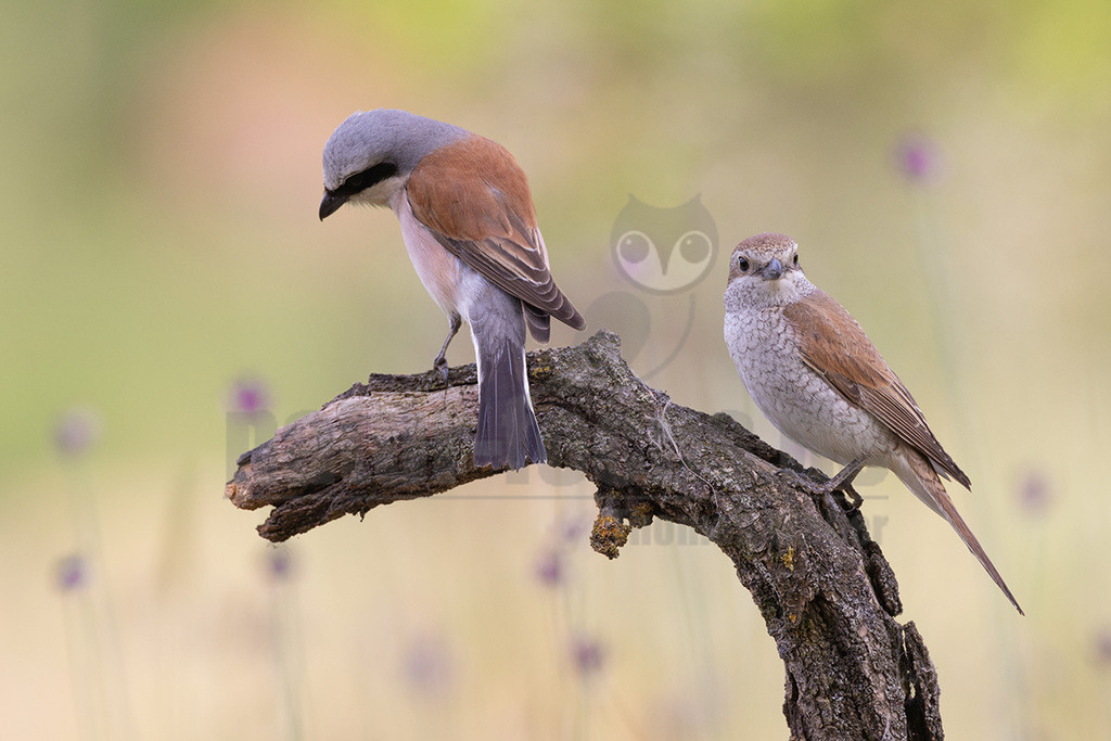 R5NF1191_20240530 | Obwohl der Neuntöter kaum größer ist als ein Spatz, gehören große Libellen, kleine Mäuse und Jungvögel zu seinen Beutetieren. Von einem Aussichtspunkt aus beobachtet er den Boden im nahen Umkreis. Wenn er eine Maus entdeckt hat, stürzt er sich auf sie und tötet sie mit seinem spitzen Schnabel, ähnlich wie ein großer Raubvogel. Insekten fängt der Neuntöter im Flug.  - Realisiert mit Pictrs.com