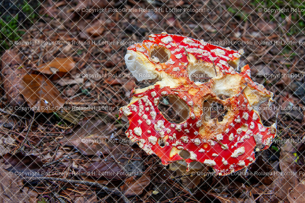 Roter FLiegenpilz_Gattung Wulstlinge_Giftpilz  (4) | Roter Fliegenpilz, aus der Gattung Wulstlinge, Giftpilz - Realisiert mit Pictrs.com