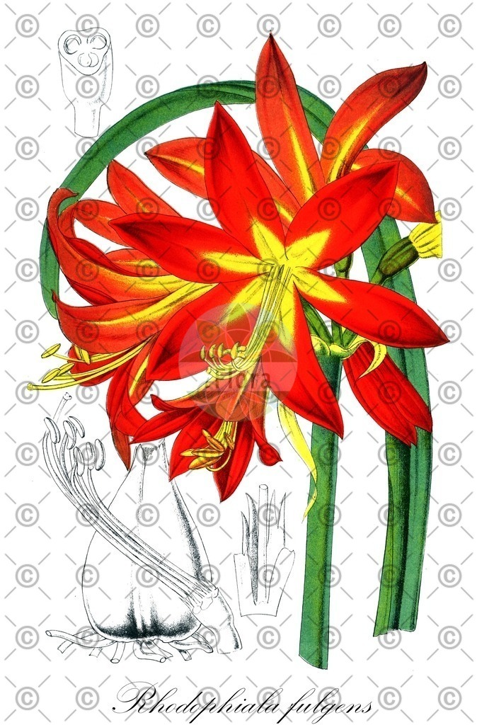 HistAbb_7977_2_ENZY_Simple | Historische Abbildung von Rhodophiala fulgens - Amaryllidaceae | Historical Illustration of Rhodophiala fulgens - Amaryllidaceae