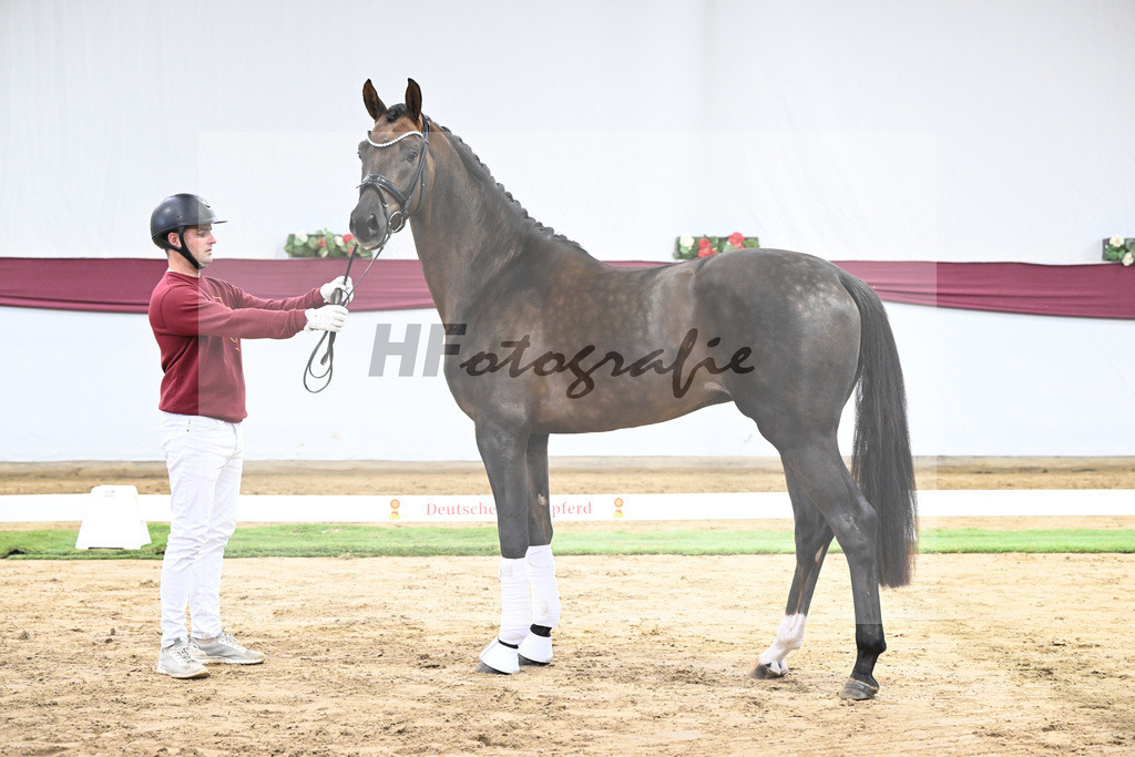 Kat-Nr. 63 Feliciano x Don Martillo_Michaela Rupp_47252395 | hf-fotografie - Realisiert mit Pictrs.com