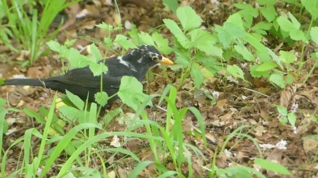 amsel-zwischen-laub-und-kraeutern | Verkauf von Fotos und  Videoclips zumThema Natur.Motive sind Pflanzen, Tiere, Landschaftenund Wetter - Realisiert mit Pictrs.com