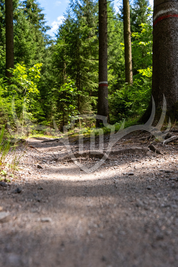 _DSC0014 | Fotogalerie der Treibjagd im Dunkelwald - Dein MTB Etappenrennen im Erzgebirge - Realisiert mit Pictrs.com