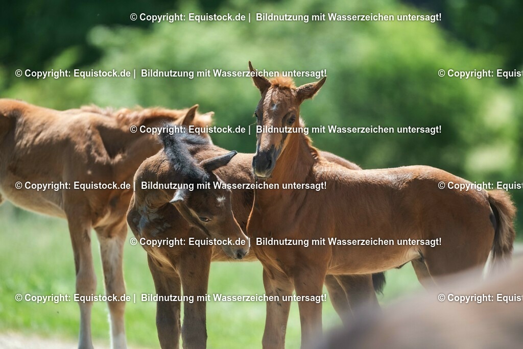 20210617_Fohlen_0249 | Foto: Thomas Hartig