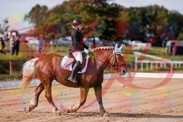 2026_10_03_Siefer-Hof_114105_Z81_83910533 | Professionelle Reitsport-, Turnier- und Eventfotografie von Robert Broda. Galerien mit ausgewählten und bearbeiteten Bildern direkt online ansehen und bestellen.