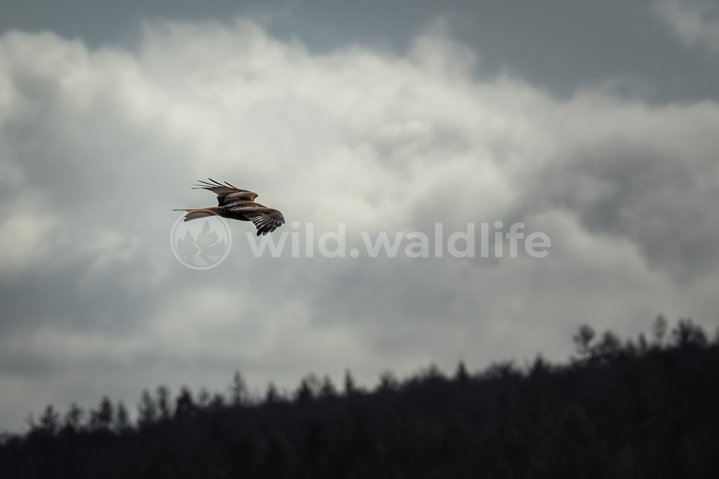 Rotmilan über dem Wald | Ein Rotmilan zieht seine Kreise über den Feldern an einem bewölkten Herbstmorgen - Realisiert mit Pictrs.com
