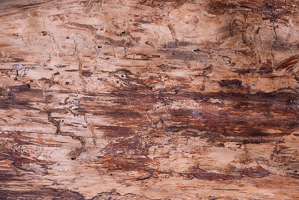 BACKDROP - Knorrige Baumrinde | Knorrige Rinde eines Baumes - Realisiert mit Pictrs.com