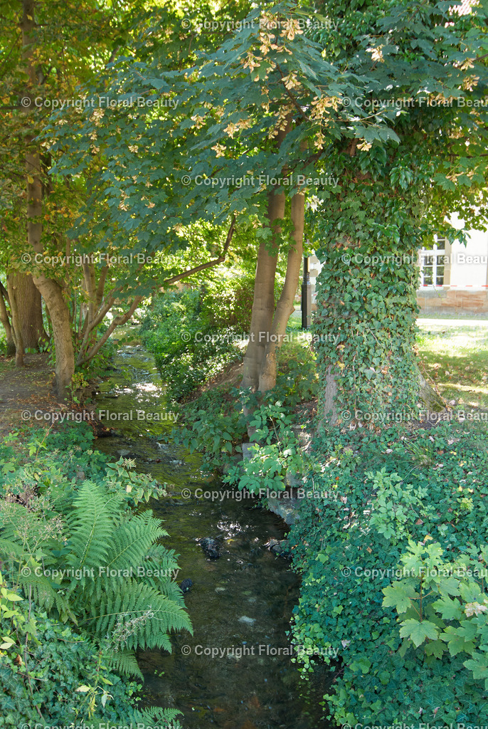 Alte Mauer | Bachlauf mit alter Mauer - Realisiert mit Pictrs.com