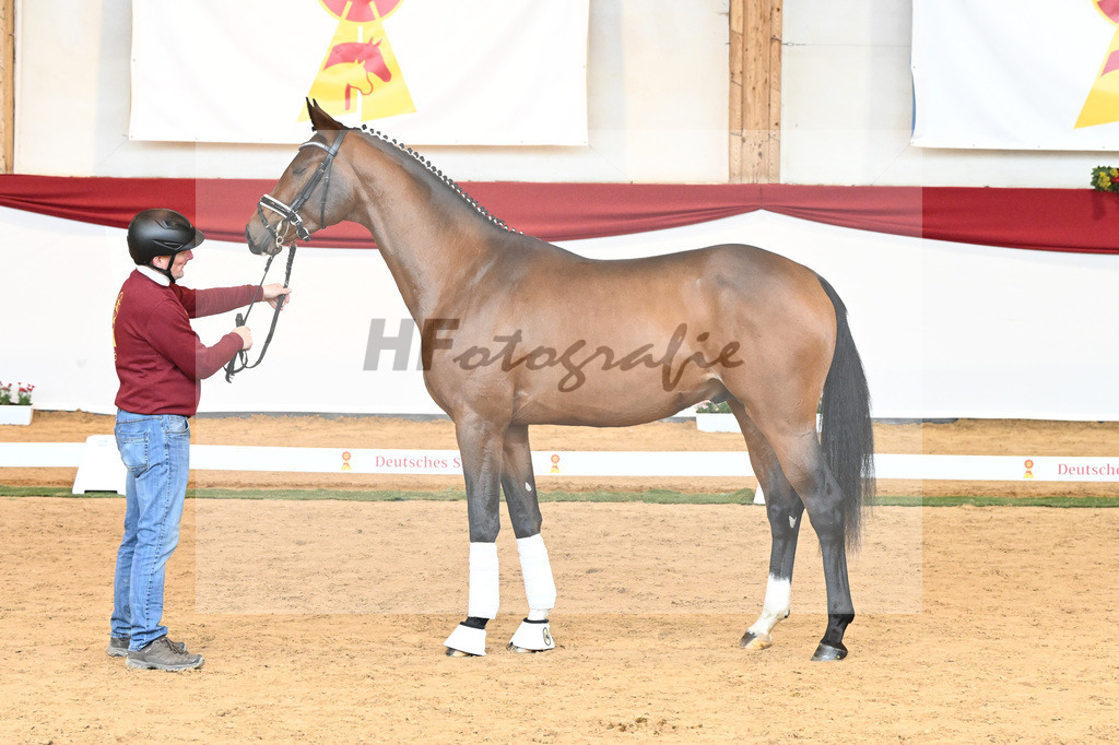 Kat-Nr. 56 Va Pensiero x Desperados_Gestuet Greim_43230794 | hf-fotografie - Realisiert mit Pictrs.com