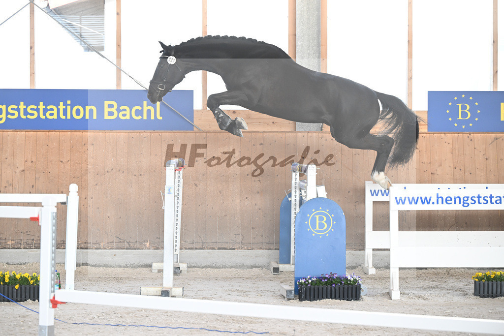 Kat-Nr. 32 Athos v. L Elu de Dun AA_Schneider_5250714 | hf-fotografie - Realisiert mit Pictrs.com