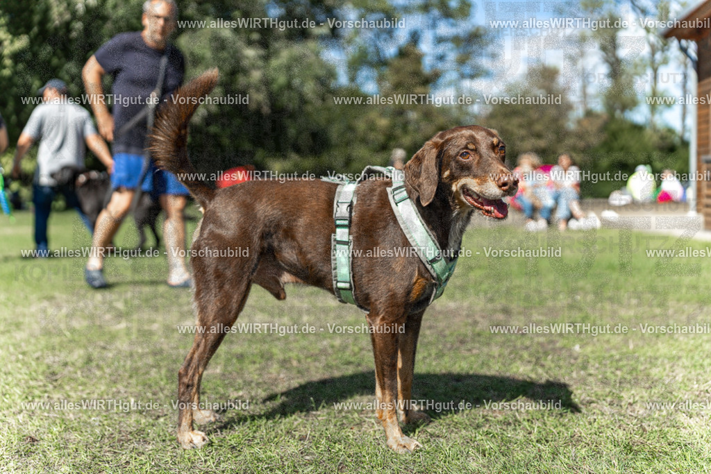 Hundeschwimmen_Volksbad_2026-allesWIRTHgut_Tierfotografie-2609061242-115257-7R500154 | Professionelle Tierfotografie in Mönchengladbach von Daniel Wirth (allesWIRTHgut). Liebevolle & natürliche Bilder von Hunden & Katzen für unvergessliche Erinnerungen.