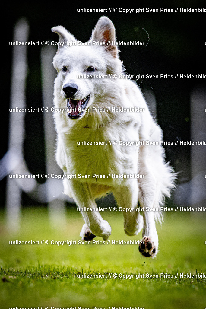 Sven Pries | 2025-10-03 - Hunderennen Obergrombach - Realisiert mit Pictrs.com