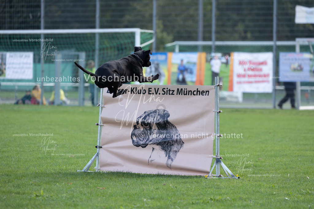 _16A5575 | Einzigartige Fotos von Hunden & Menschen –Actionfotos, Portraits, Vereinsaufnahmen & Paarshootings – authentisch, lebendig & mit Herz.