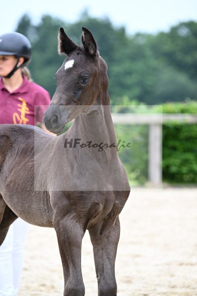 Kat-Nr. 17 Escanto PS x Danciano_HF_Huebner_14250467 | hf-fotografie - Realisiert mit Pictrs.com
