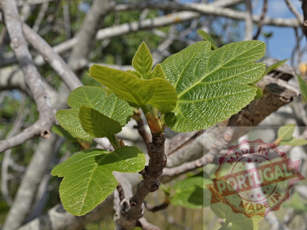 Fig tree leaves growing on branch in spring | Fig tree leaves emerging on a branch in bright spring sunlight - Realisiert mit Pictrs.com
