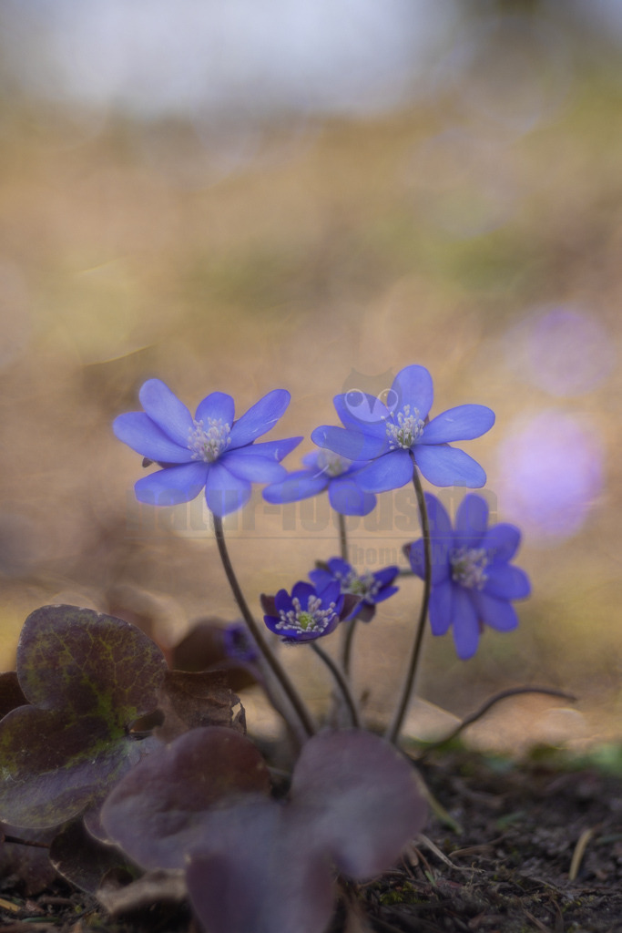 20220312120422-2 | Das Leberblümchen (Hepatica nobilis) ist ein typischer Frühlingbote. Im März, wenn Brauntöne noch das Bild des Waldes beherrschen, sind die zarten blauvioletten Blüten am Waldboden das erste Zeichen des einsetzenden Frühlings. Die hübschen Pflanzen nutzen die Zeit, bevor die Blätter der Bäume austreiben und ihnen das Licht rauben. Die Lebensdauer der Blüten beträgt etwa acht Tage. Mitte April ist ihre Blütezeit bereits abgeschlossen. - Realisiert mit Pictrs.com