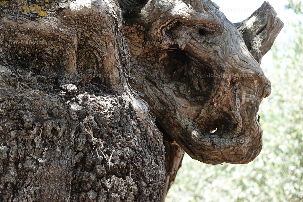Stories of the Ancient Olive Trees | Ancient Olive Trees