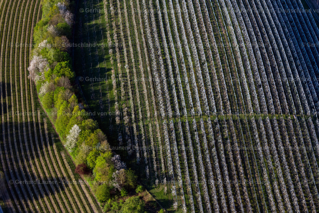 4024670 | TETTNANG 15.04.2020 Baumreihen einer Obstanbau- Plantage auf einem Feld in Tettnang im Bundesland Baden-Württemberg, Deutschland. // Rows of trees of fruit cultivation plantation in a field in Tettnang in the state Baden-Wurttemberg, Germany. Foto: Gerhard Launer