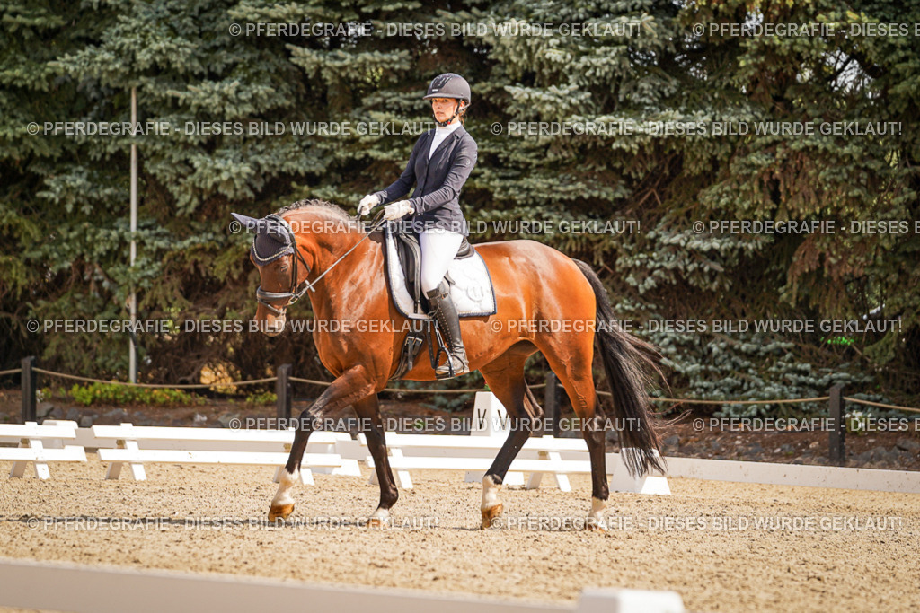 DSC01157 | Pferdegrafie