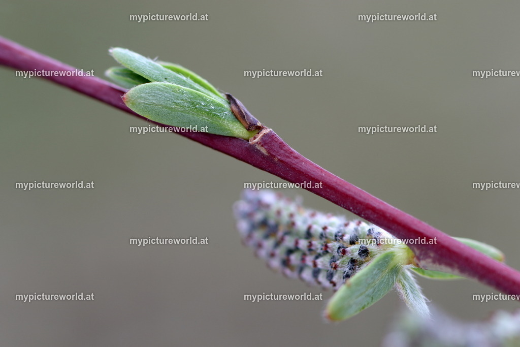 Purpur-Weide-009 | Das Bilderarchiv über Tiere, Planzen und Landschaften. In der Bilddatenbank finden Sie ein große Auswahl an hochwertigen Bilder für Ihre Werbung - Realisiert mit Pictrs.com