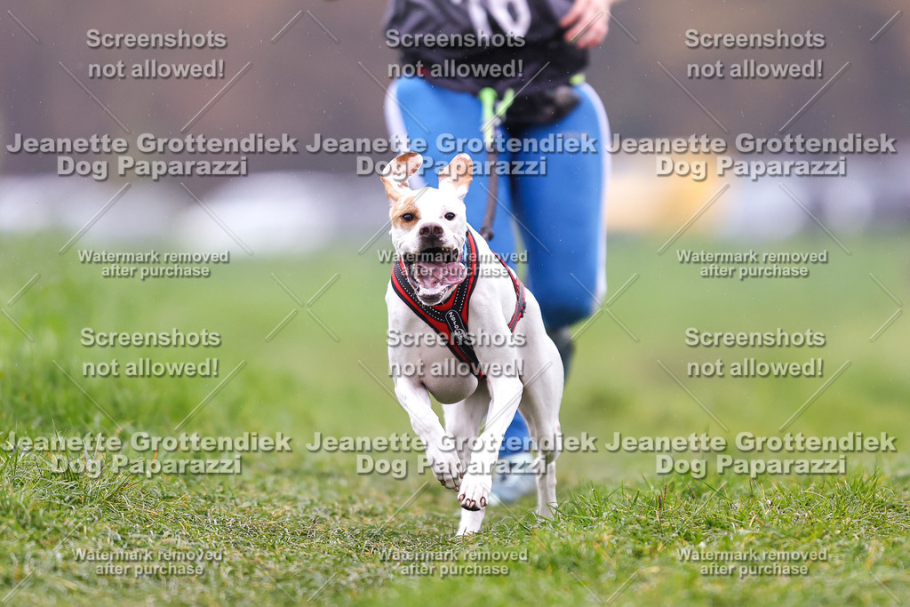 Dog Paparazzi - Visbeck 25 -828 | Dog Paparazzi Jeanette Grottendiek Fotografie & Videografie - Realisiert mit Pictrs.com