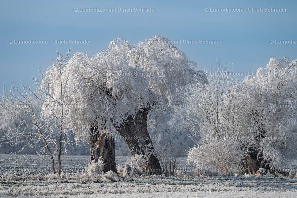 10049-13498 - Winterzauber im Großen Bruch | Stockfoto und Bilderpool mit Bildmaterial aus Deutschland, dem Harz, Halberstadt, Quedlinburg, Wernigerode und weltweit. Qualitativ hochwertige und professionelle Fotos anschauen und kaufen. - Realisiert mit Pictrs.com