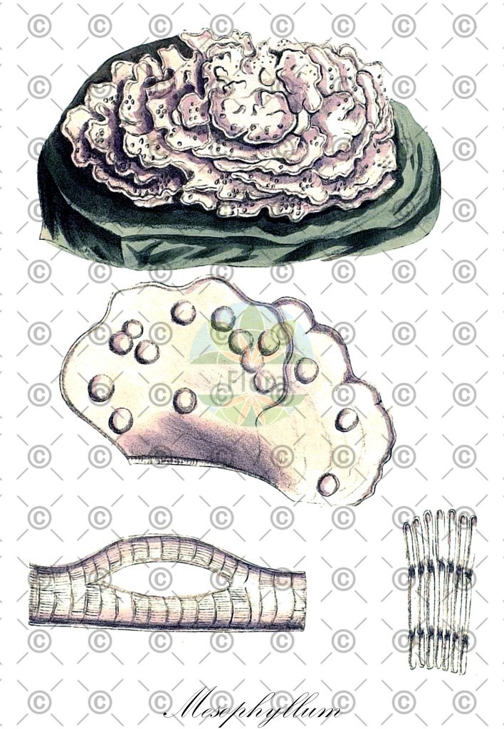 HistAbb_wfo-0000879816_1_ENZY_Simple | Historische Abbildung von Mesophyllum - Mesophyllumaceae (0) | Historical Illustration of Mesophyllum - Mesophyllumaceae (0)