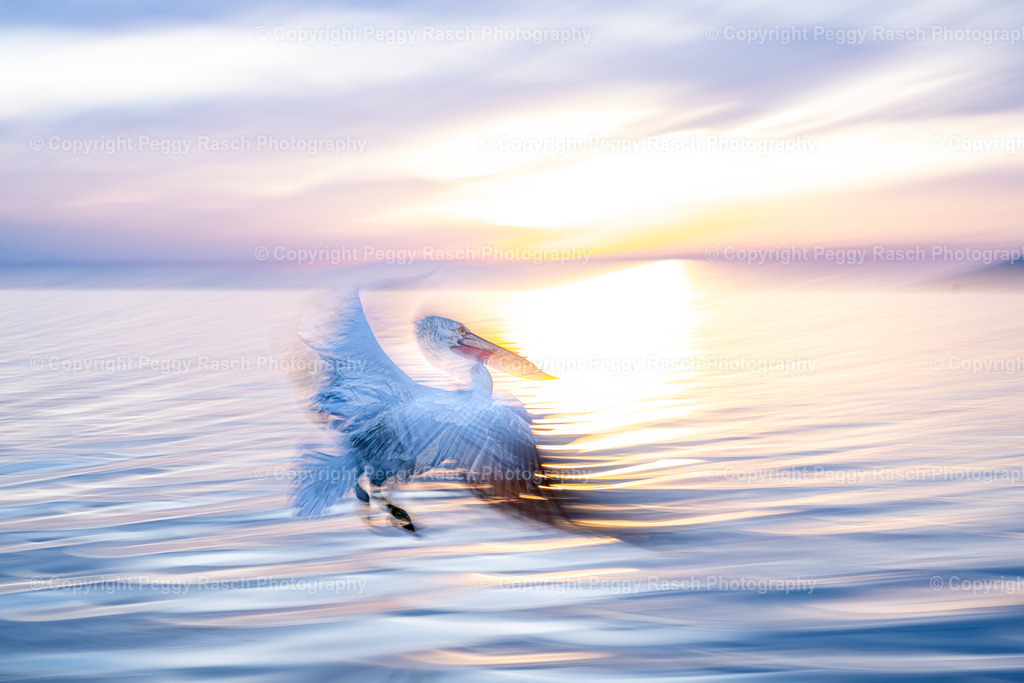 Pelikane_2024_groß next4-13 | PeggyRaschPhotography - Realisiert mit Pictrs.com