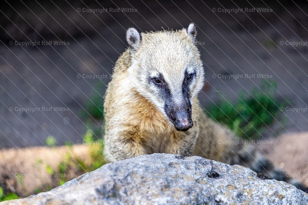 nasenbär0.1 | Rolf Wittke  - Realisiert mit Pictrs.com
