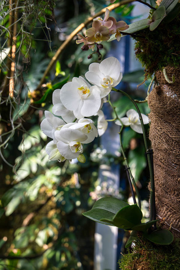 Orchideenschau im Botanischen Garten der Universität Leipzig | Entdecke über 20 Kategorien Leipzig-Motive: Foto-Downloads, hochwertige Poster, Leinwand- & Fine-Art-Prints. Jetzt Lieblingsfoto im Bildlexikon Leipzig Shop bestellen!