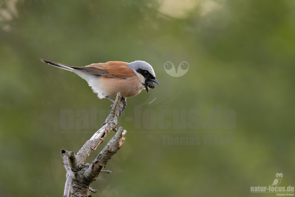 R5NF0076-20230529 | Der Neuntöter oder Rotrückenwürger ist eine Vogelart aus der Familie der Würger und in Mitteleuropa die häufigste Würgerart. Er ist vor allem durch sein Verhalten bekannt, Beutetiere auf Dornen aufzuspießen.  - Realisiert mit Pictrs.com