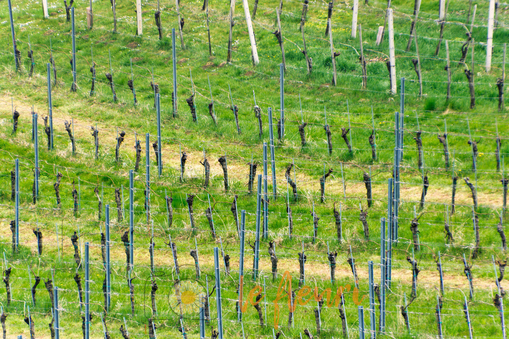Ebenfalls in Straden | Dies ist der Shop von Florian Blum - le fleuri. Langenthal, Bern, Schweiz. Sie können hier meine oder ihre eigenen Fotos als Fotoprodukte kaufen. Tassen, Schlüsselanhänger, Taschen etc. können Sie hier gestalten.  - Realisiert mit Pictrs.com