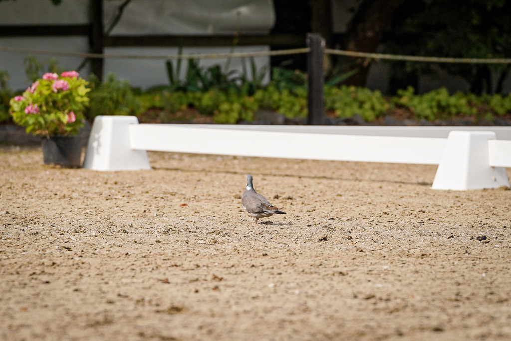 DSC06545 | Pferdegrafie