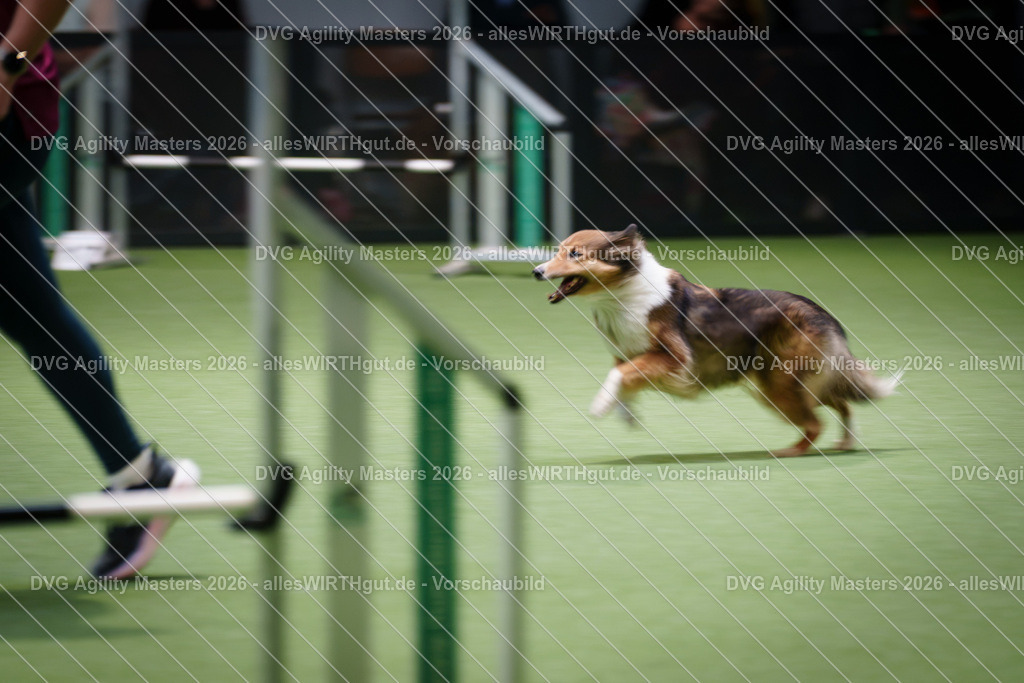 allesWIRTHgut_Tierfotografie-DVG_Agility_Masters_2026-14_19-7R504412 | Professionelle Tierfotografie in Mönchengladbach von Daniel Wirth (allesWIRTHgut). Liebevolle & natürliche Bilder von Hunden & Katzen für unvergessliche Erinnerungen.