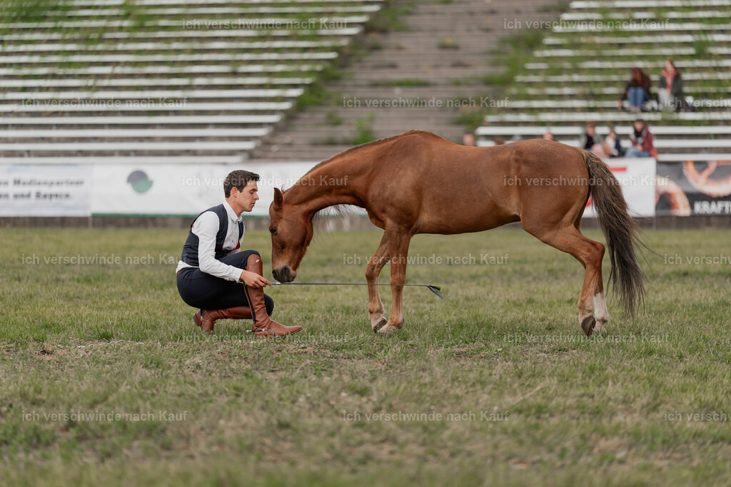 Showprogramm-420 | working equitationturnier fotograf videograf stoibphotography marixx film working equitation deutschland reitsport turnierfotografie eventfotografie equestrian events