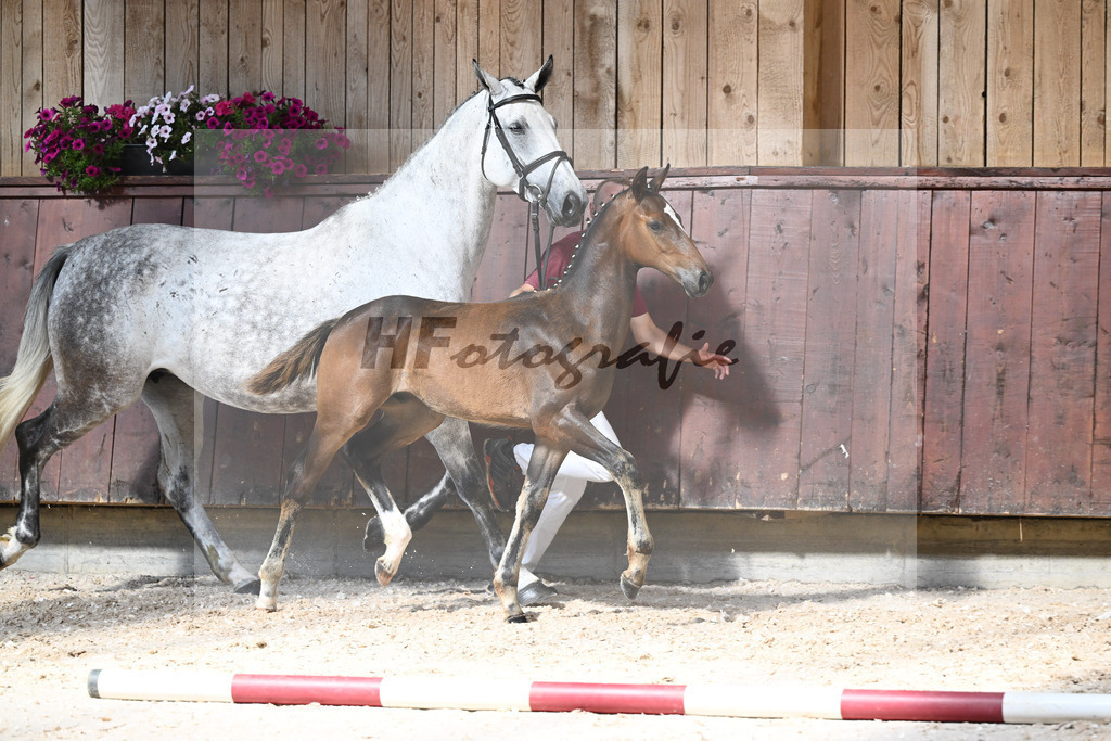 Kat-Nr. 10 HF For Planet x Diacontinus_Stoeckle_32240219 | hf-fotografie - Realisiert mit Pictrs.com