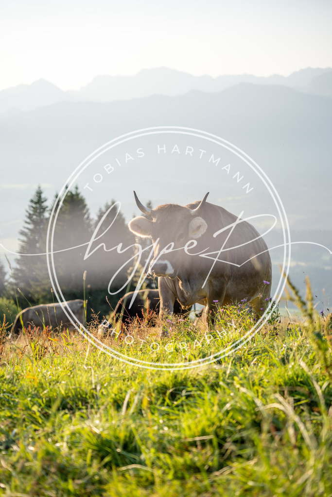 THA04927 | Hier findet ihr Bildergalerien & Fotos von Sportveranstaltungen & Events im Allgäu und Umgebung. 