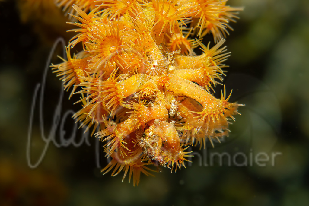 Savalia savaglia | DE: StrauchkoralleEN: Mediterranean zoanthidES: Fals corall negroFR: Faux corail noir - Realisiert mit Pictrs.com
