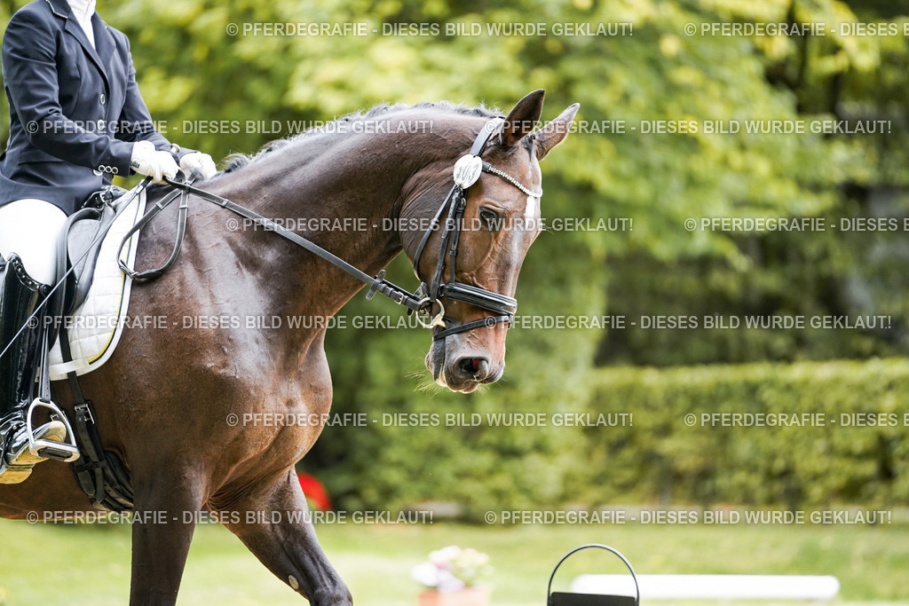 DSC00939 | Pferdegrafie