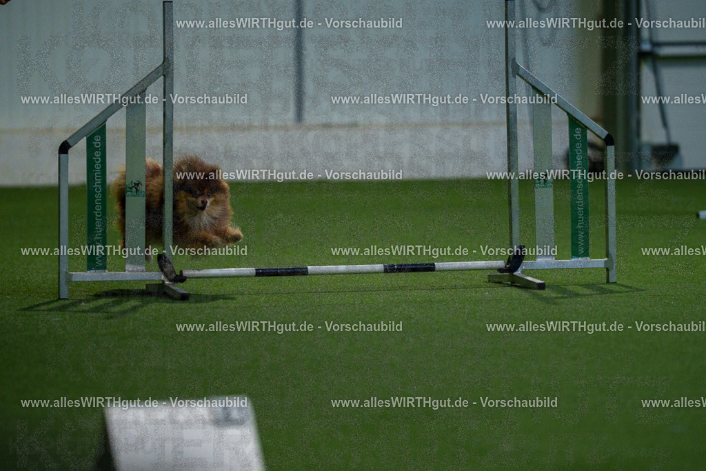 7R506805 | Professionelle Tierfotografie in Mönchengladbach von Daniel Wirth (allesWIRTHgut). Liebevolle & natürliche Bilder von Hunden & Katzen für unvergessliche Erinnerungen.