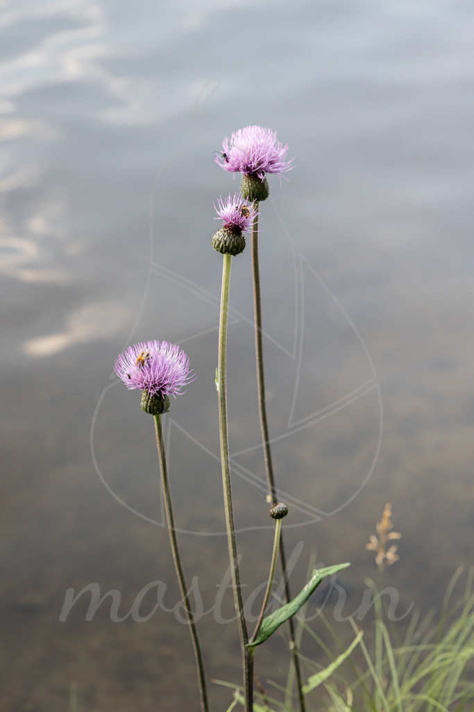 Kratzdistel | Bei Veröffentlichung des Bildes ist eine Namensnennung wie folgt erforderlich: 
Foto: Mostdirn Irmgard Wieser
 - Realisiert mit Pictrs.com