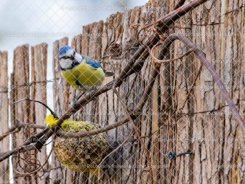 20240411_Vögel_RoLoGrafie-14 | Vogel im heimischen Garten - Realisiert mit Pictrs.com