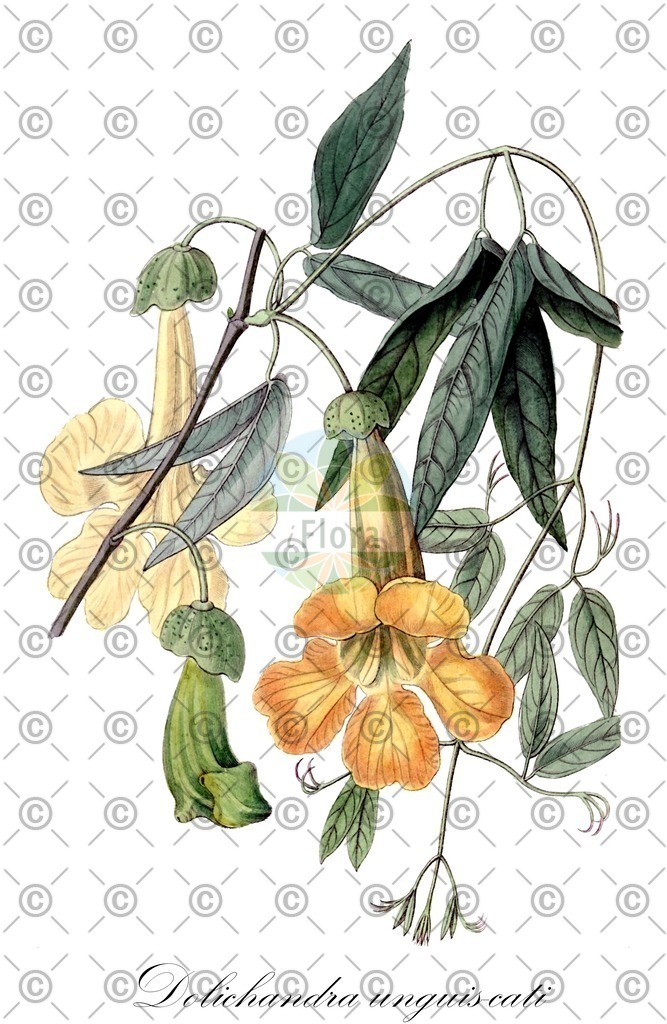 HistAbb_wfo-0000945169_1_ENZY_Simple | Historische Abbildung von Dolichandra unguis-cati - Bignoniaceae | Historical Illustration of Dolichandra unguis-cati - Bignoniaceae