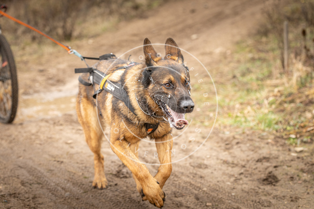 DV3A1156 | Hundefotografie, Tierfotograf, Pfotenfotografie, Fotoshooting Hund, Hunde Portrait, Hundesport, Hundeportraits, Heideshooting, Hunde, Sportfotograf, Hundefotograf, Turnierhundsport, THS,  - Realisiert mit Pictrs.com