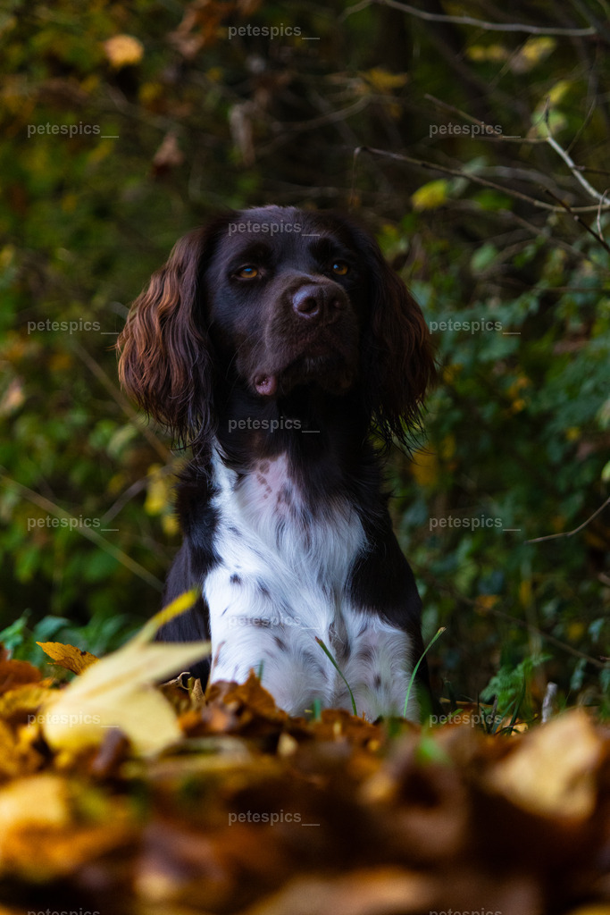 _76A8410 | petespics