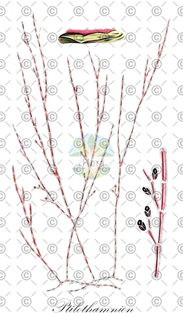 HistAbb_wfo-0000397666_1_ENZY_Simple | Historische Abbildung von Ptilothamnion - Wrangeliaceae (0) | Historical Illustration of Ptilothamnion - Wrangeliaceae (0)