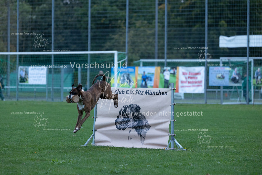 _16A4463 | Einzigartige Fotos von Hunden & Menschen –Actionfotos, Portraits, Vereinsaufnahmen & Paarshootings – authentisch, lebendig & mit Herz.