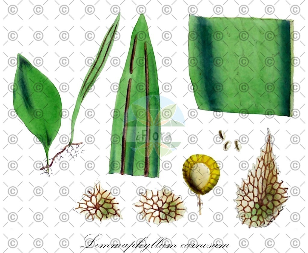 HistAbb_3336_1_FLORAD_SIMPLE | Historische Abbildung von Lemmaphyllum carnosum - Polypodiaceae | Historical Illustration of Lemmaphyllum carnosum - Polypodiaceae